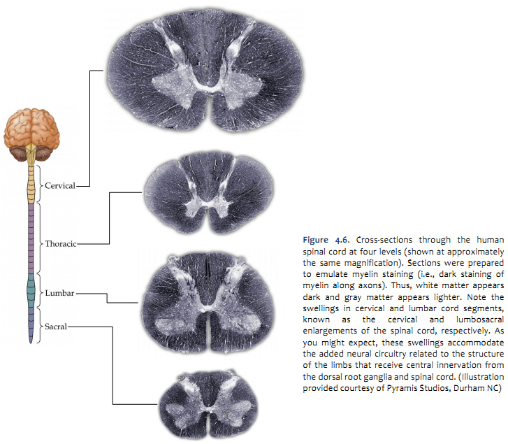 Duke Neurosciences - Lab 2: Spinal Cord & Brainstem: Surface and