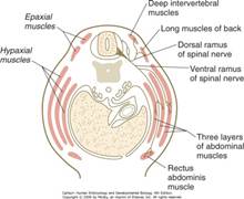 Description: C:\Users\jvelkey\Documents\TEACHING\Embryology\images\CarlsonsEmbryo-4thEd-Figures\chapter09-integumentMusculskeletalSystems\Figure 9-34.jpg