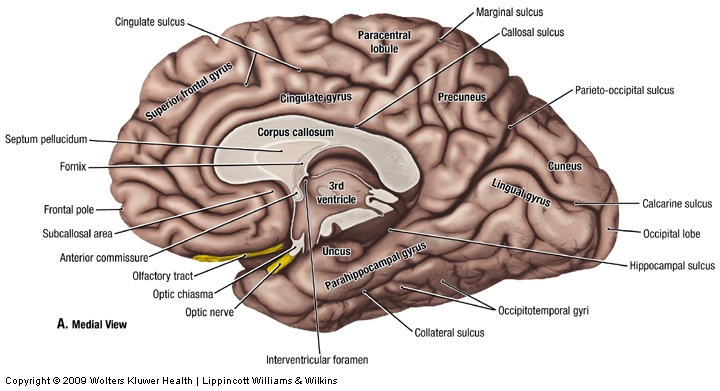Duke Neurosciences Lab 1 Surface Anatomy Of The Brain